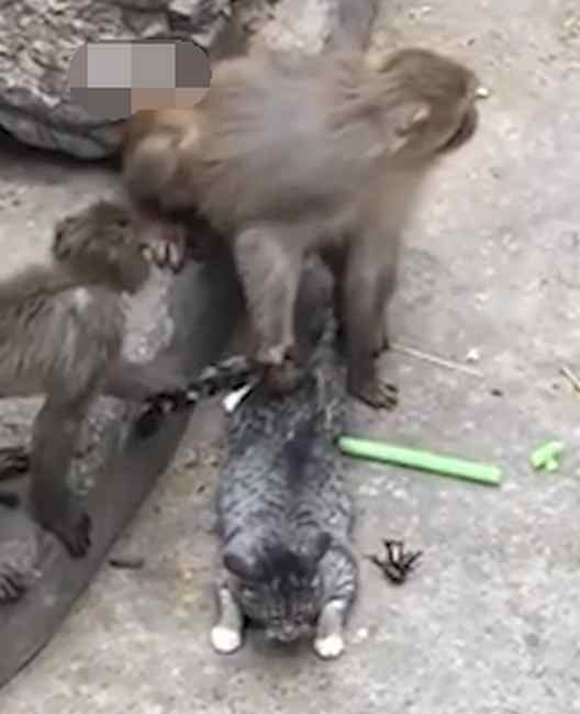 动物园回应小猫被丢进猴园遭追咬：为捉老鼠从小放进去的 已适应