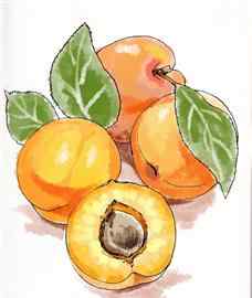 杏子的图片 乘上高铁去吃那最美味的杏子
