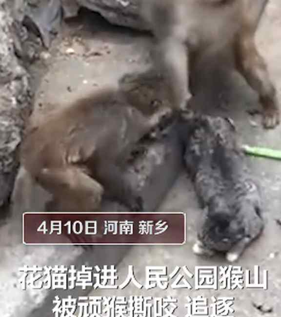 动物园回应小猫被丢进猴园遭追咬：为捉老鼠从小放进去的 已适应