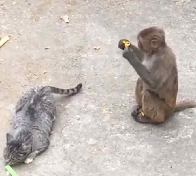 动物园回应小猫被丢进猴园遭追咬：为捉老鼠从小放进去的 已适应