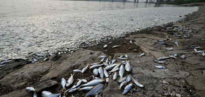 在鄱阳湖附近 大量的鱼因神经中毒而死去
