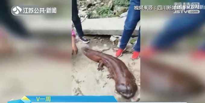 罕见！四川乐山大佛脚下惊现巨型野生娃娃鱼 脚掌跟人手一般大