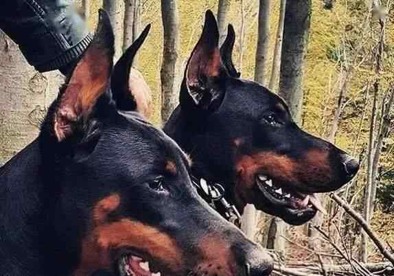 卡斯罗犬攻击主人记录 盘点伤人最多的5种狗狗，它的主人碰不得，不然非死即伤！