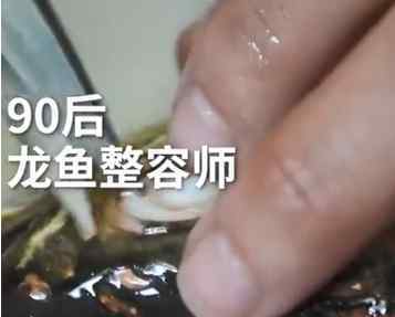 龙鱼眼睛整容千元一次 究竟是怎么回事?