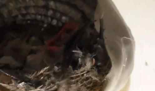 厨房管道内传出诡异声响 女子往里一看果断搬家究竟是怎么回事？
