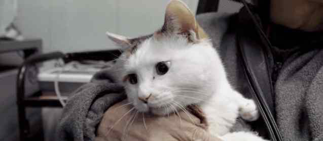猫无时无刻想杀死主人 全国每年300万只宠物死去，北京“毒舌大夫”骂哭宠物主人，背后真相令人泪目……