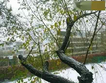 新疆大雪 新疆的第一场大雪，现场图片惊艳到所有人！简直美到爆！