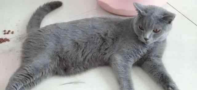卡特尔猫 猫咪智商十大排名，看看你家的猫入围了吗？