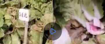 湖北菜农发现地里白菜被偷 仔细一看却有意外收获瞬间乐出声究竟是怎么回事？