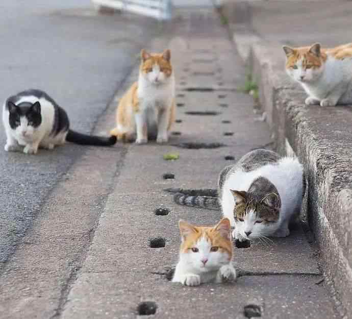 猫晚上叫是为什么 夜里叫的猫是公猫还是母猫，为什么惨叫？