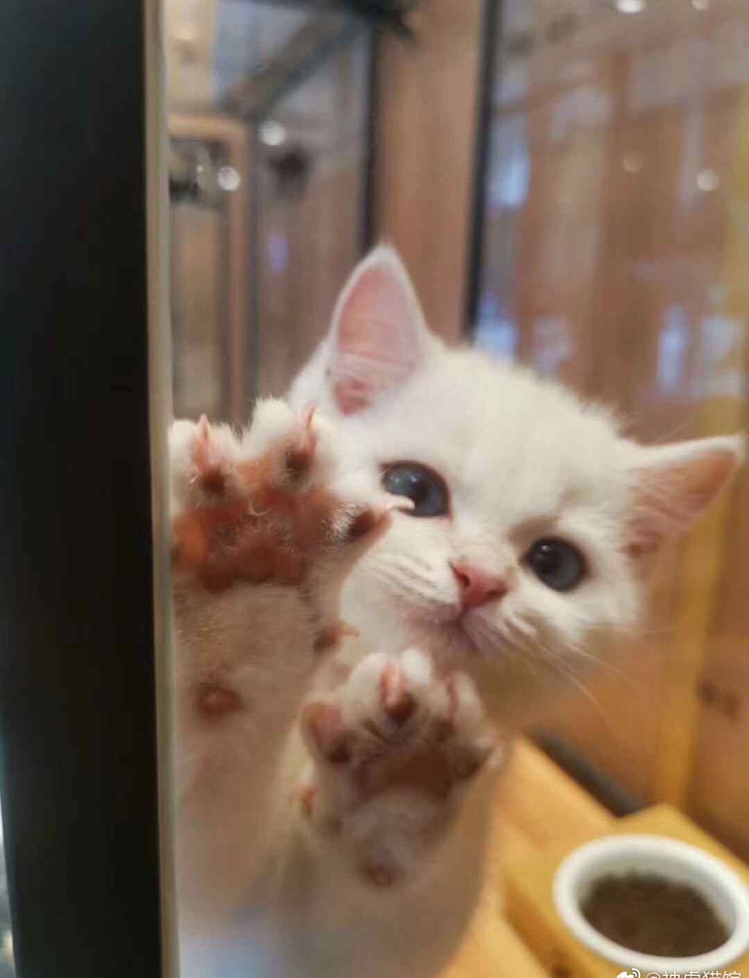 猫咪几个月算成年 猫咪多大才算成年？快来涨知识吧