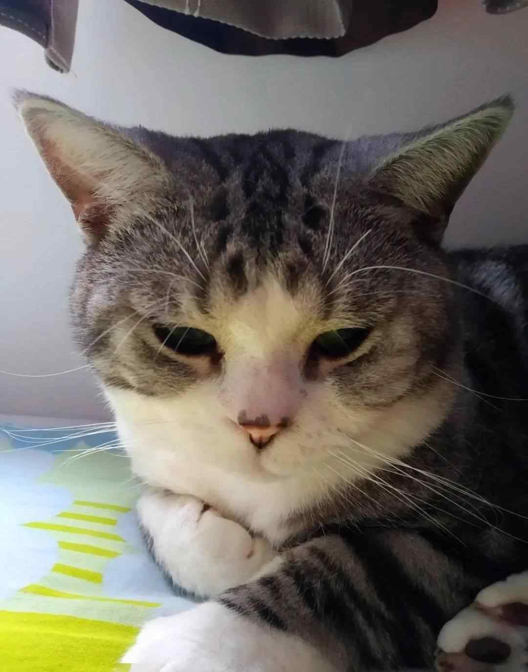 谁养谁后悔猫美短 美短这种猫，养了后才发现，特别适合新手养