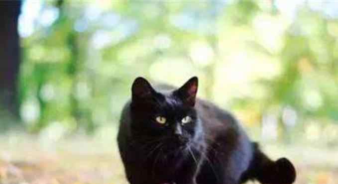 猫能看出将死之人 老人说人去世之后，不能让猫靠近，是什么原因？科学家给出答案！