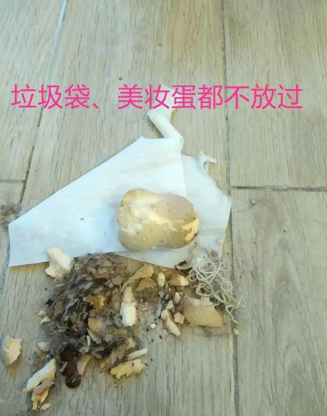 谁养谁后悔猫美短 美短这种猫，养了后才发现，特别适合新手养