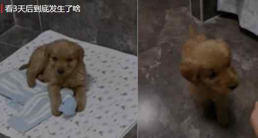 震惊!男子在市场花100块买了条小狗 到家3天后被意外表现震惊
