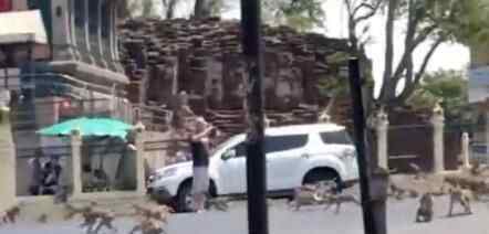 上百只猴子在街头大混战路人看呆 原因曝光让人心酸究竟是怎么回事？