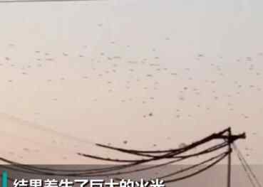成群鸟儿绕着高压电线飞 下一秒发生的事让人心惊原因实在令人心惊肉跳