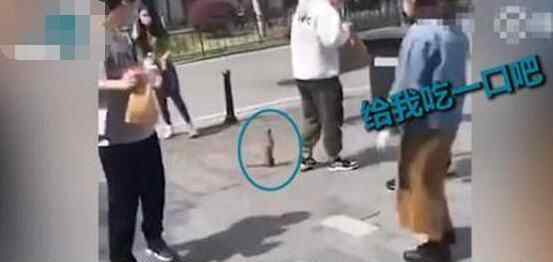 武汉解封首日街头现黄鼠狼 意外举动让人直呼太心酸原因简直令人泪崩