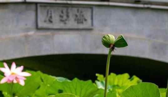 南京玄武湖并蒂莲被游客摘下 究竟是怎么回事？