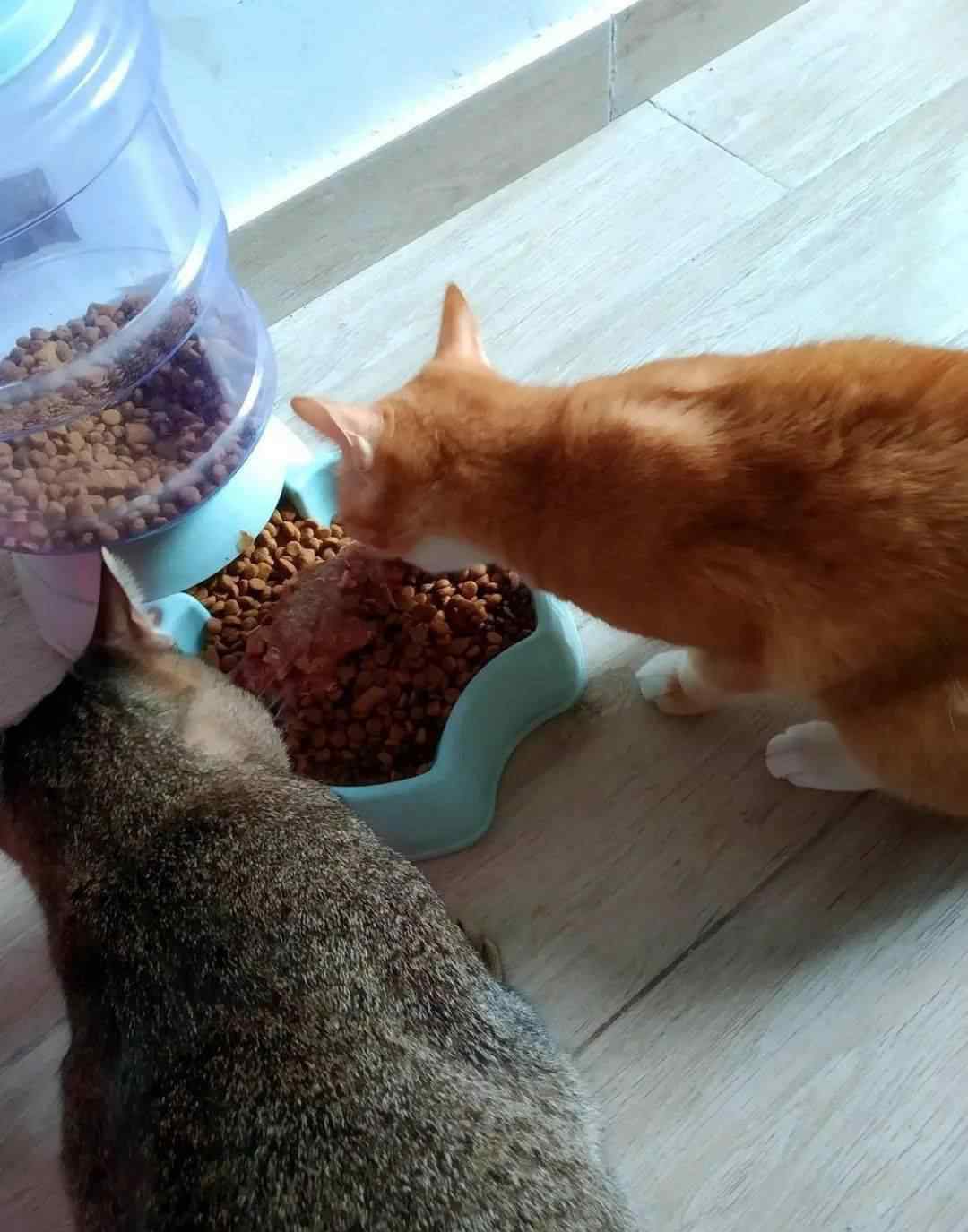 谁养谁后悔猫美短 美短这种猫，养了后才发现，特别适合新手养