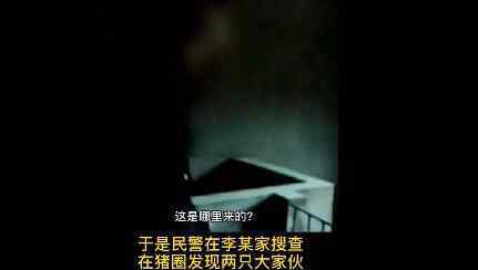养蛇户存大量猪肺蛇却不吃 民警在猪圈有意外发现究竟是怎么回事？