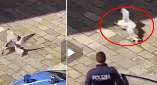 两只海鸥在人烟稀少的街头“打架” 警察下车后举动亮了究竟是怎么回事？
