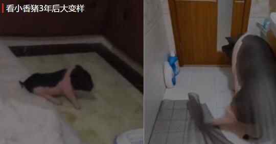 女子买超可爱小香猪当宠物 3年后小猪变300斤重“八戒”背后真相实在让人惊愕