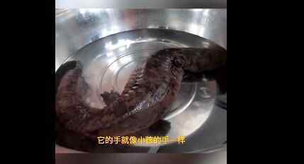 男子河边遛弯发现一条“丑八怪”鱼 仔细一看急忙报警究竟是怎么回事？