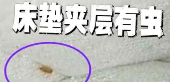 只要一躺下就有东西蠕动 女子揭开床垫一看不淡定了究竟是怎么回事？