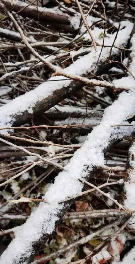 新疆大雪 新疆的第一场大雪，现场图片惊艳到所有人！简直美到爆！