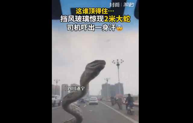 生猛！杭州司机一手抓蛇头 一手开车进了收费站：等下交钱 我先放个生