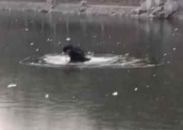近日,一段视频在网络上热传:某高校一名男生在河面上潇洒踏冰行走,不料下一秒悲剧了