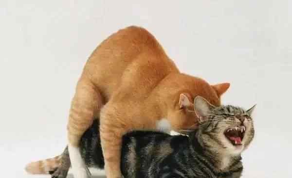 猫的生殖器 猫咪交配时是什么样子