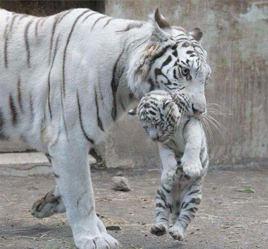 公猫端母猫 猫交配时，为什么叫声凄惨？公猫为什么要咬母猫的后颈？