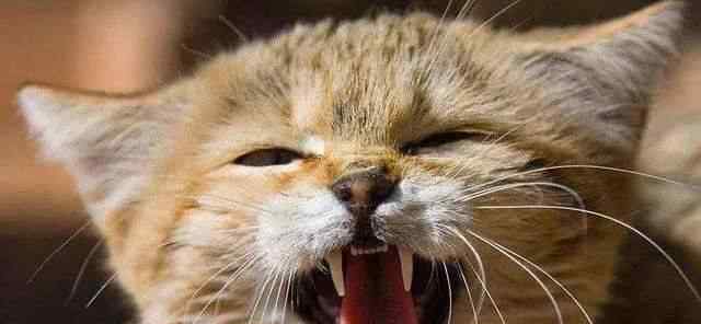 猫晚上叫是为什么 夜里叫的猫是公猫还是母猫，为什么惨叫？