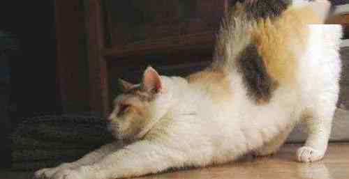 猫晚上叫是为什么 夜里叫的猫是公猫还是母猫，为什么惨叫？