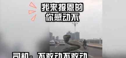 挡风玻璃突然闪出2米大蛇不停扭动 司机上演教科书式操作究竟是怎么回事？