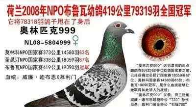 万佳公棚 闪电鸽舍郑毅洁7万羽国家赛冠军直子，盖比大名鸽鲁迪直女子代，新闪电号直女子代，哈利等获奖鸽子代欣赏拍卖！
