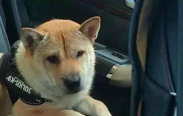 什么狗最便宜 养什么狗省钱，5种最便宜省心的狗，田园犬上榜