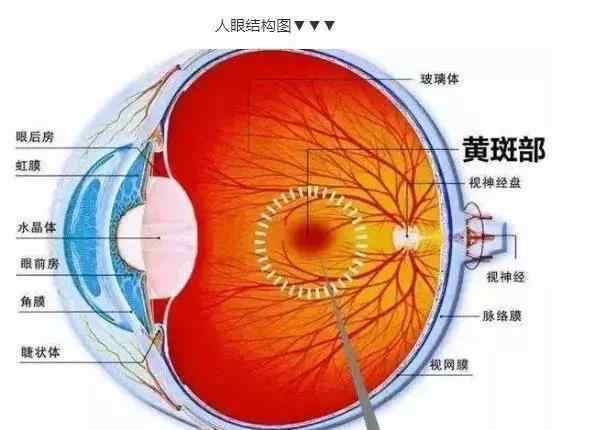 黄斑病变失明的几率 你了解黄斑病变吗？严重者可失明，它偏爱的这几类人群里，没准真的有你！