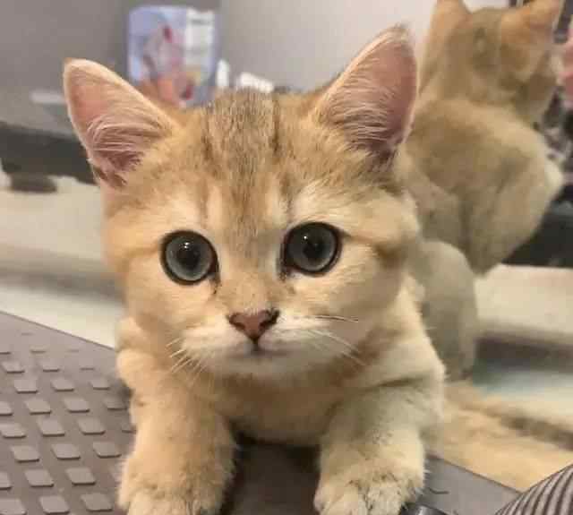 橘猫价格 救了一只很丑的小橘猫，养了一个月，才发现它是金渐层！