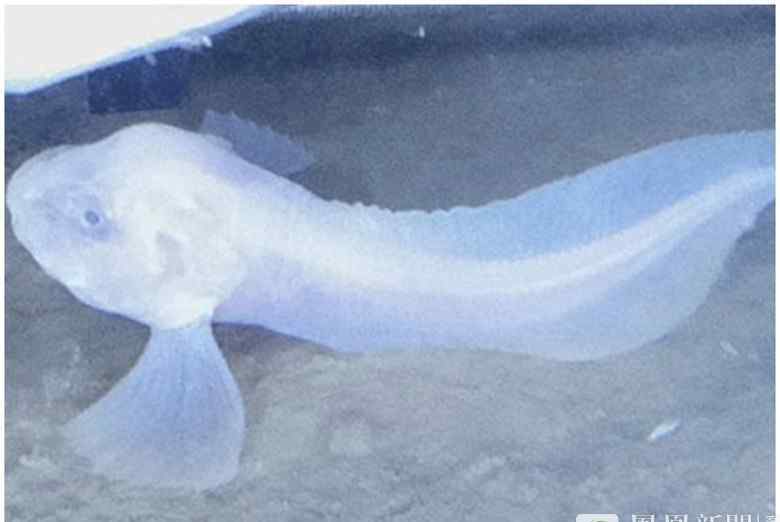 7千米深海现新种鱼 可像蜘蛛一样爬行
