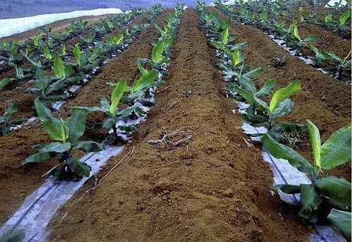 灌溉农业 灌溉农业的发展！