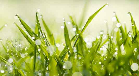 雨水节气的含义是什么意思 雨水节气的寓意是什么