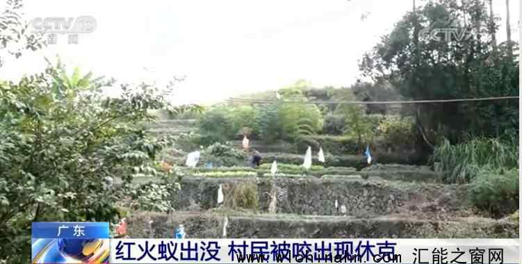 村民被红火蚁咬后休克 究竟发生了什么