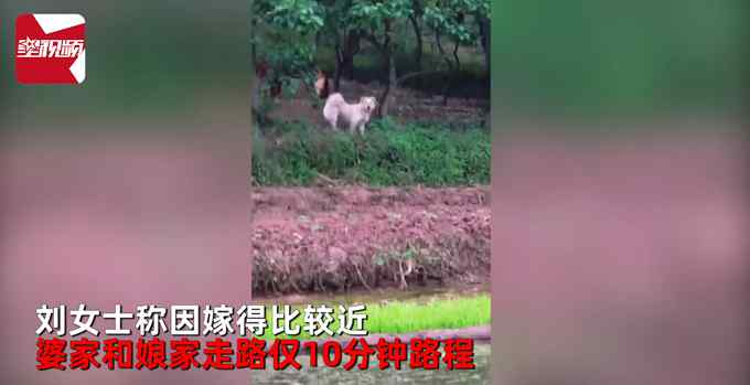 女子出嫁搬到婆家 狗狗一个举动令人泪目