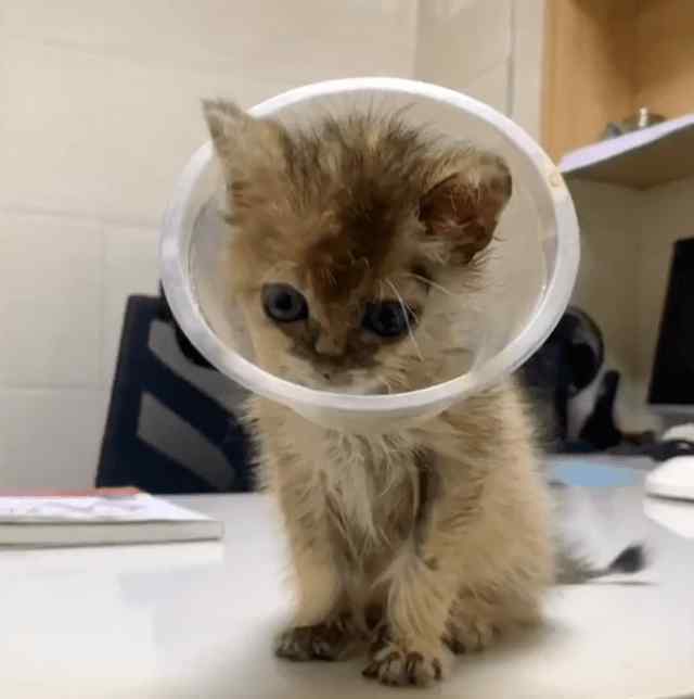 橘猫价格 救了一只很丑的小橘猫，养了一个月，才发现它是金渐层！