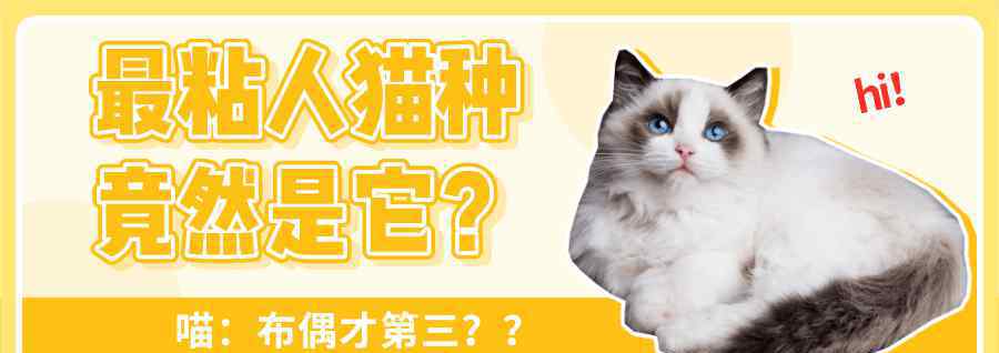 猫的友善程度排名 最粘人的猫咪TOP8排行榜！布偶第3，第1名竟是它...
