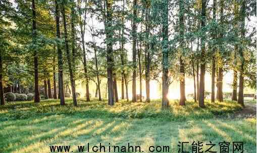 多部门回应敦煌一林场防护林被毁 到底发生了什么事
