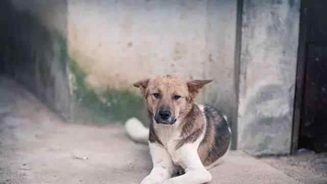 土狗的价格 中华田园犬国外售价２万美金，你眼中的土狗却是外国人的香饽饽！